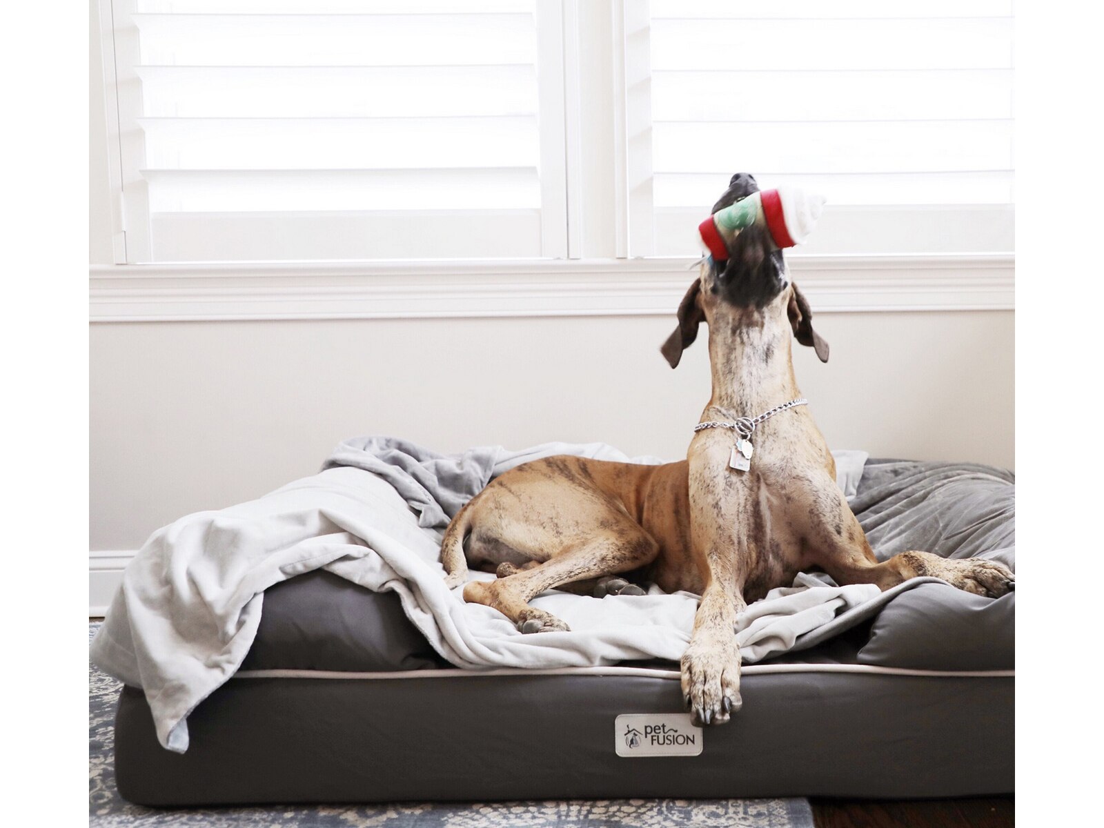 Petfusion large dog bed clearance